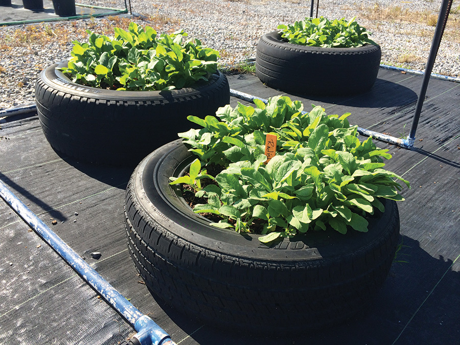 FERTILIZING CONTAINER VEGGIES SbS Gardening