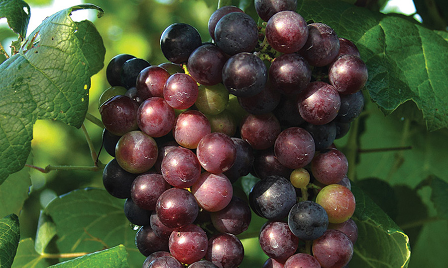 GROW GREAT GRAPES SbS Gardening