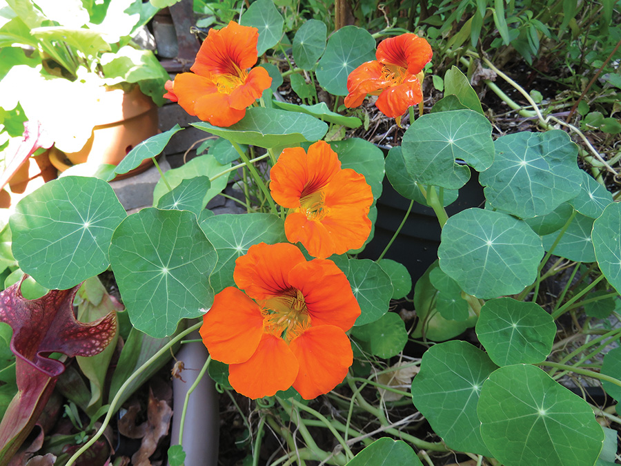 NASTURTIUM SbS Gardening