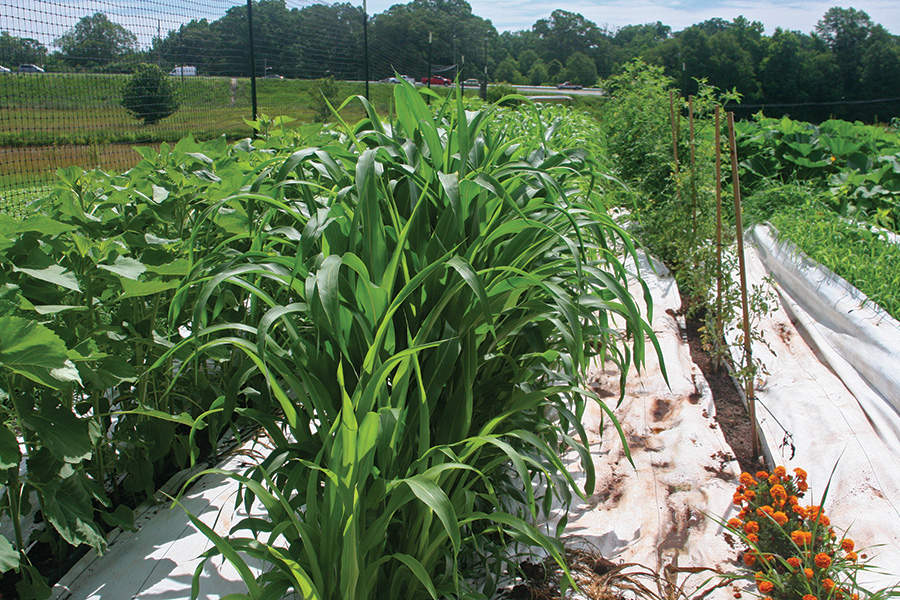 TRAP CROPPING SbS Gardening