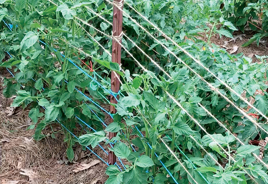 THE WAY OF THE WEAVE SbS Gardening