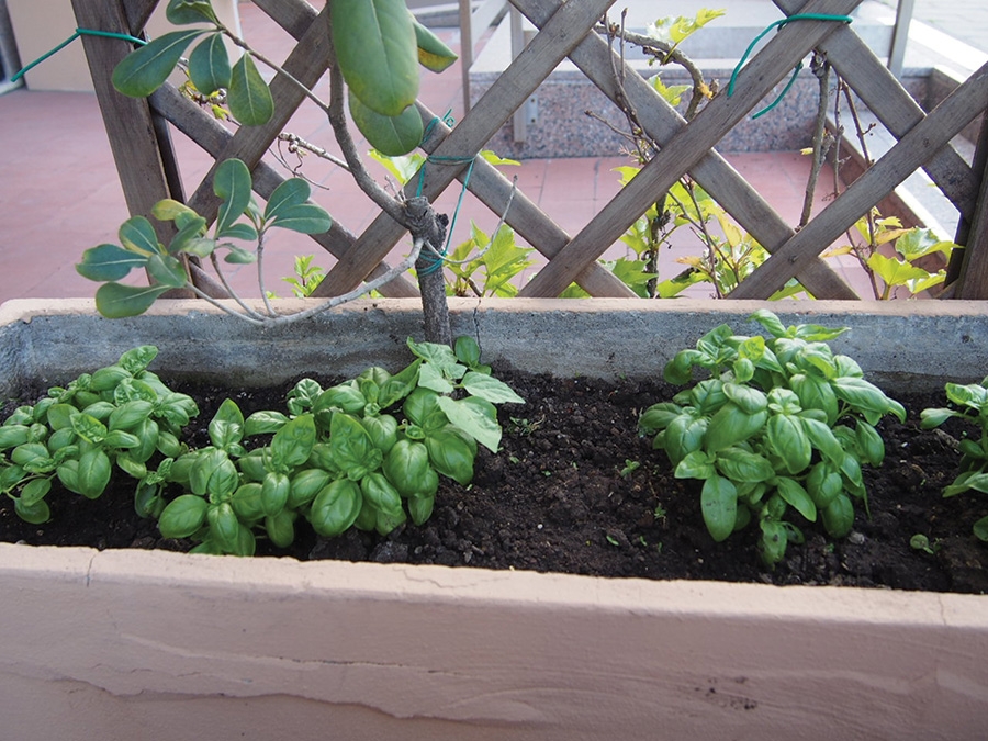 BRINGING UP BASIL SbS Gardening