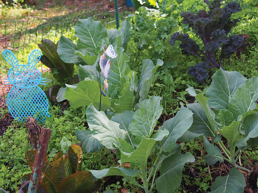 COLLARDS SbS Gardening