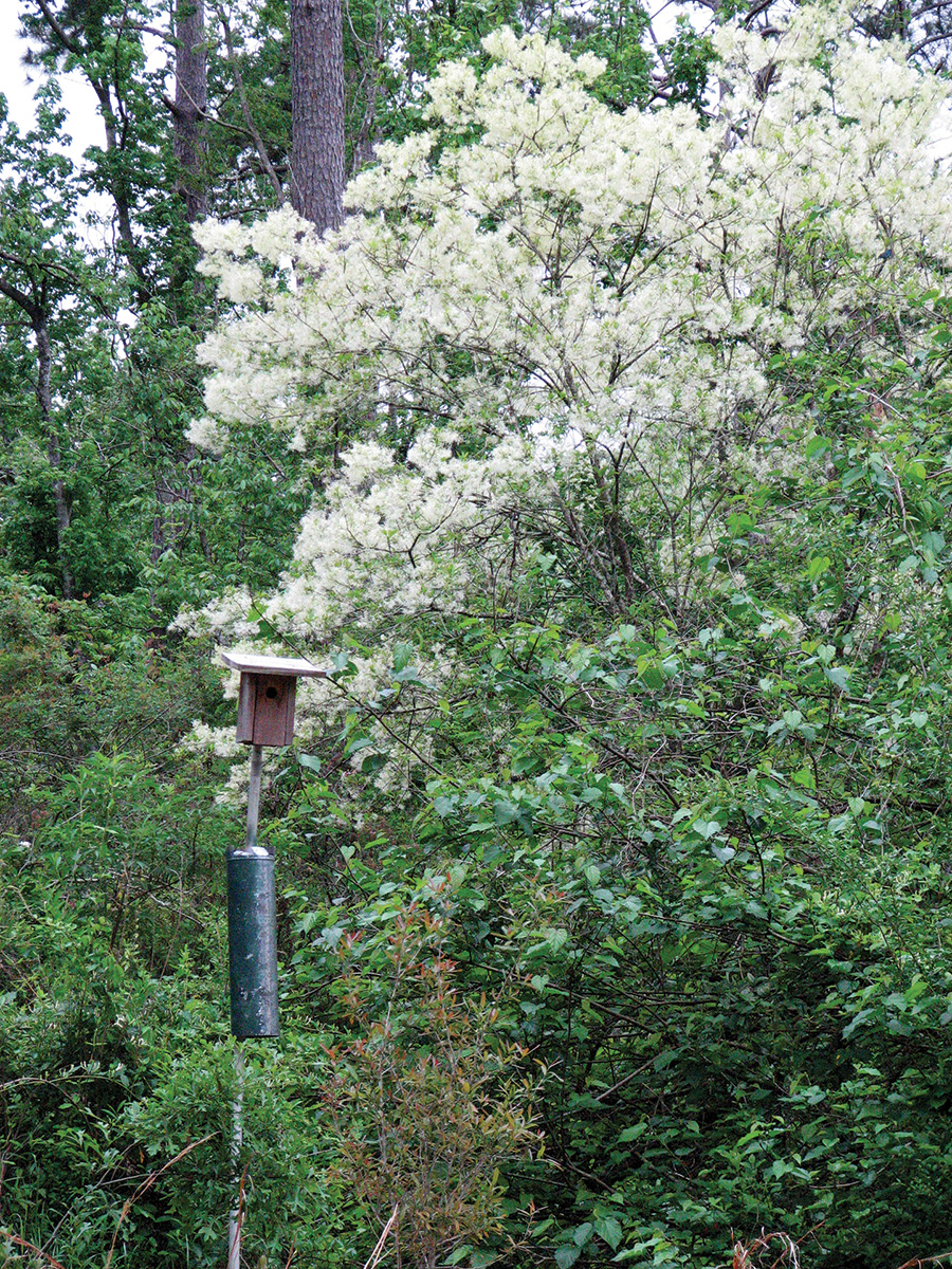 FRINGE TREE SbS Gardening