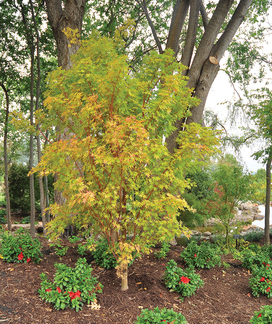 Top 95+ Pictures Japanese Maple Tree Bark Diseases Pictures Full HD, 2k, 4k