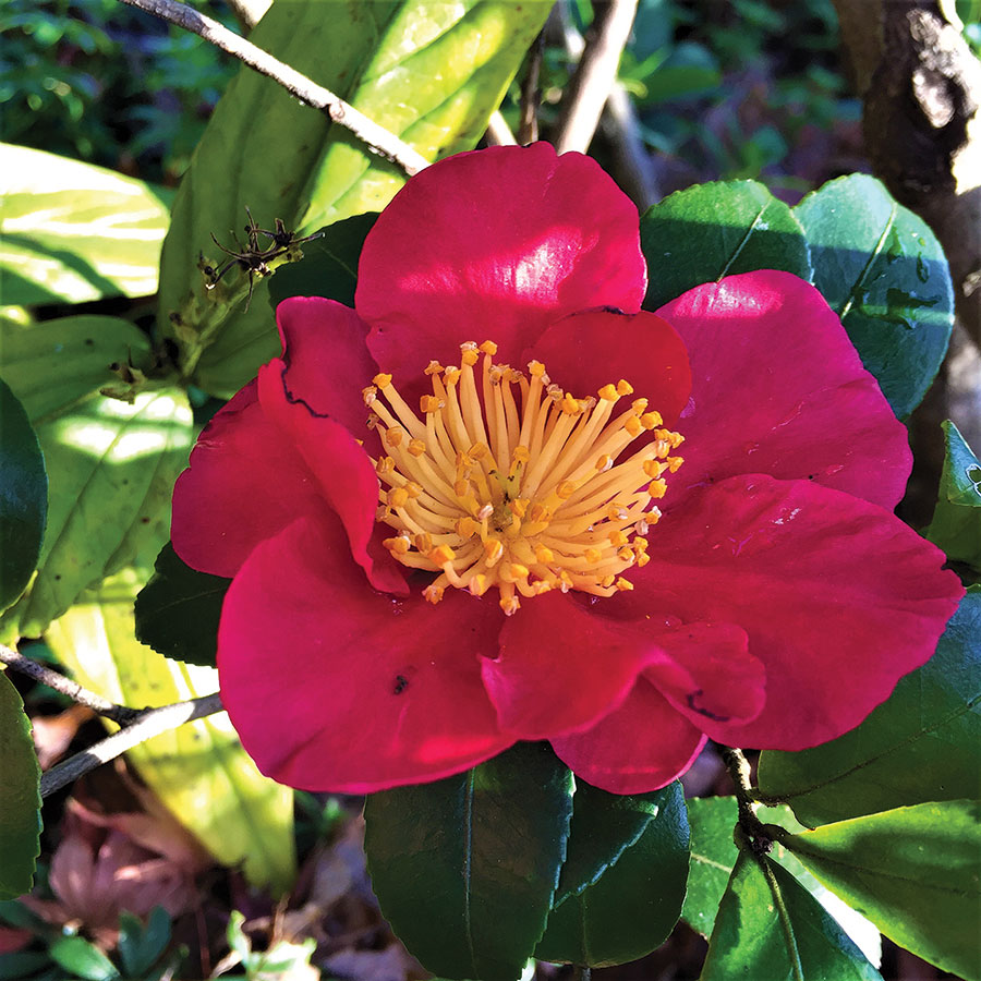 YULETIDE CAMELLIA SbS Gardening